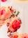 картинка кофточка 377 (кулирка) коллекция день розы от магазина детской одежды ООО “Трия ТМ”